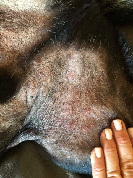 Why coat and skin condition reflects what is happening internally