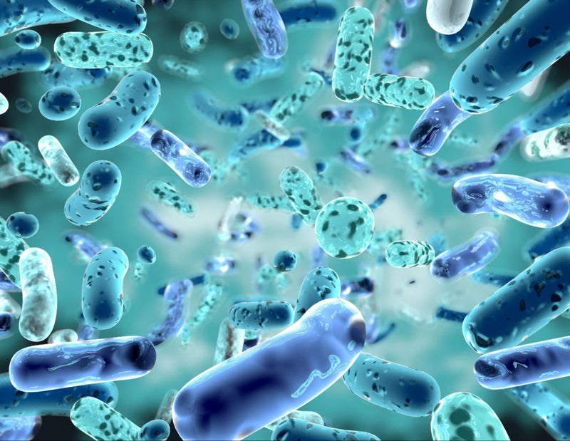 Probiotics versus prebiotics: what is the difference and which does your dog need