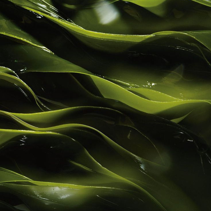 Seaweed