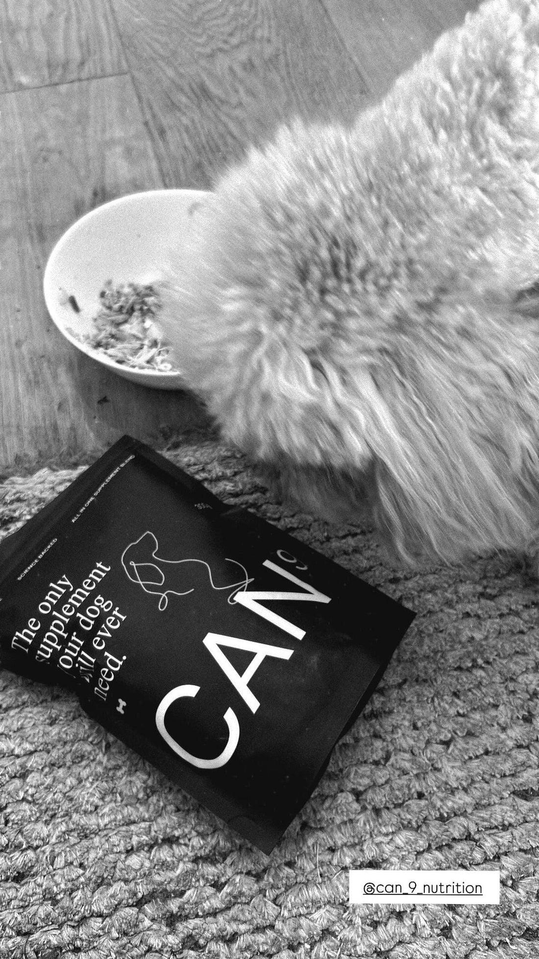The Benefits of Omega-3 Fatty Acids for Your Dog's Coat and Skin