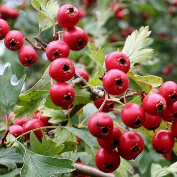 Hawthorn