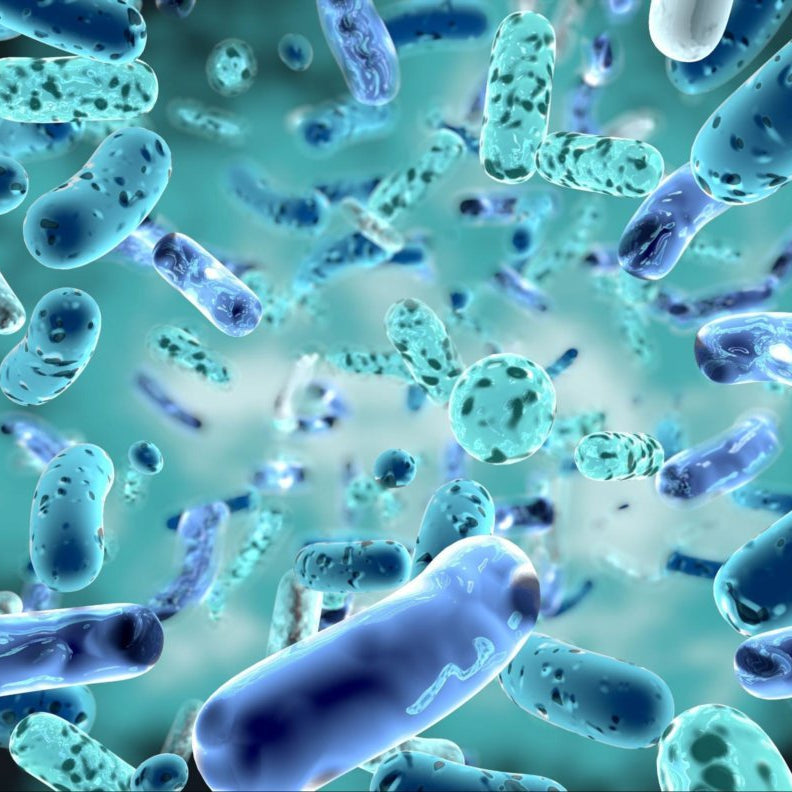 Post-Biotic (Lactobacillus helveticus)