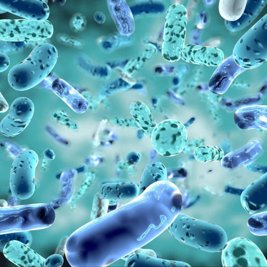 Post-Biotic (Lactobacillus helveticus)