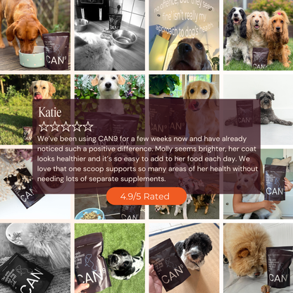 CAN9 All-in-One Dog Supplement - Big Dog Bundle: 2 × 300g Pouches