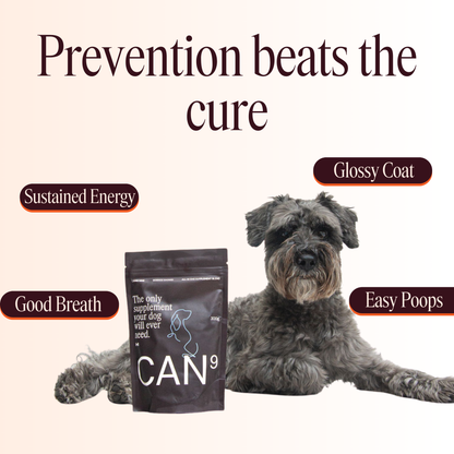 CAN9 All-in-One Dog Supplement - Big Dog Bundle: 2 × 300g Pouches