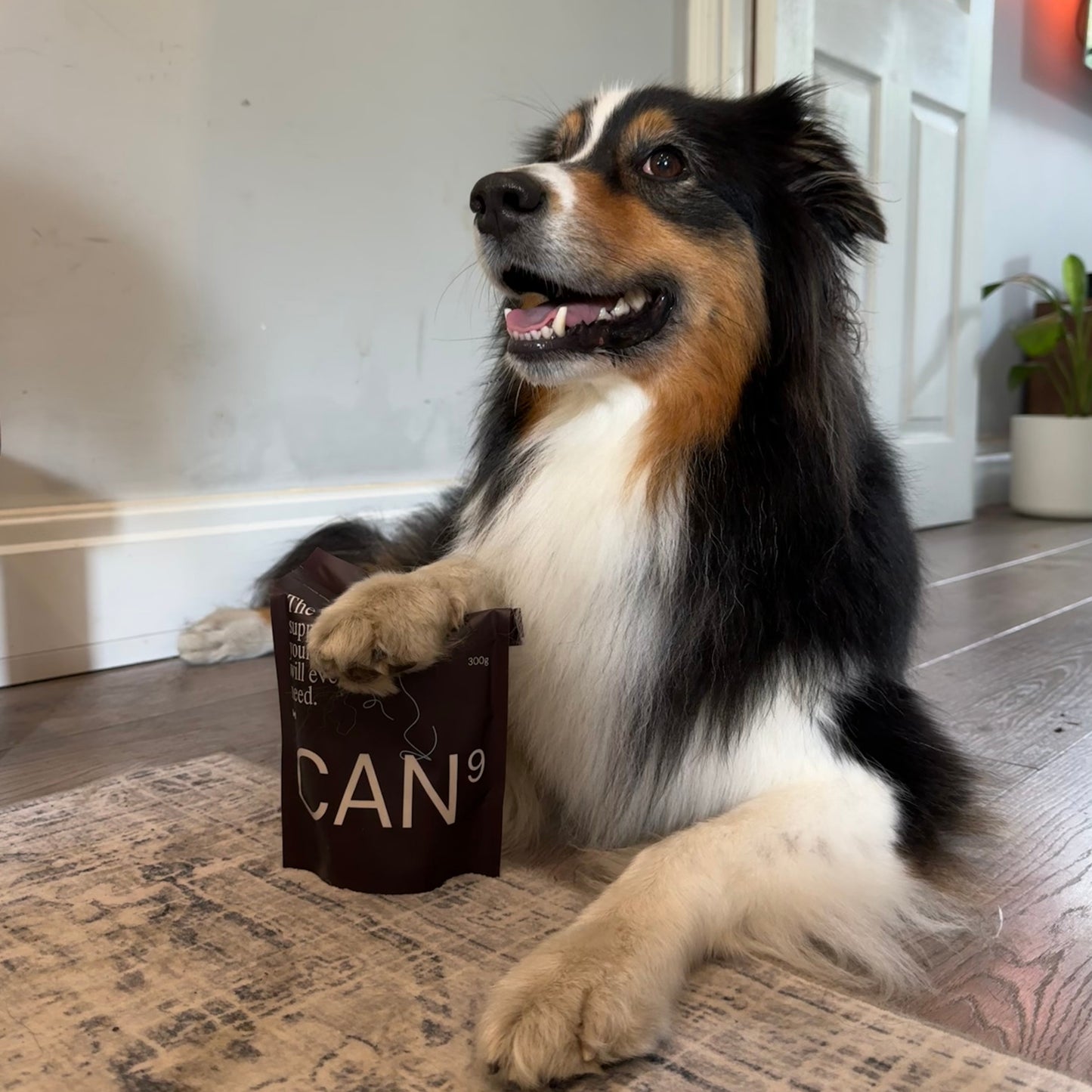CAN9 All-in-One Dog Supplement - Big Dog Bundle: 2 × 300g Pouches