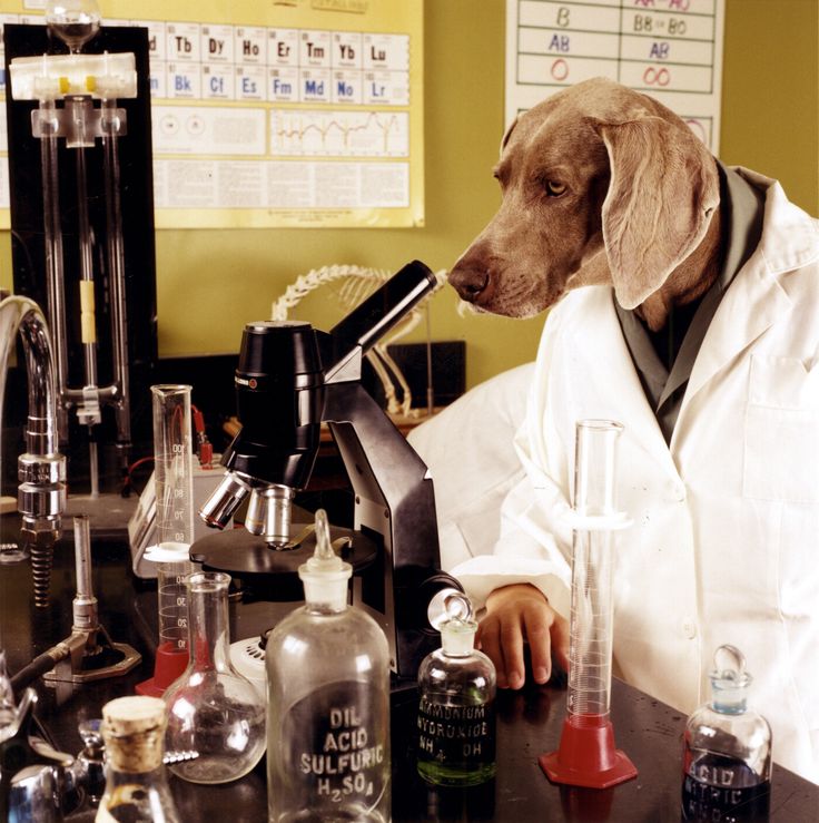 How CAN9 supports your dog's gut health